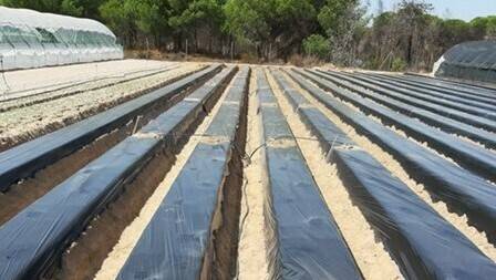 ifapa-plasticos-tif-fumigantes-fresas|ifapa-plasticos-tif-fumigantes-fresas